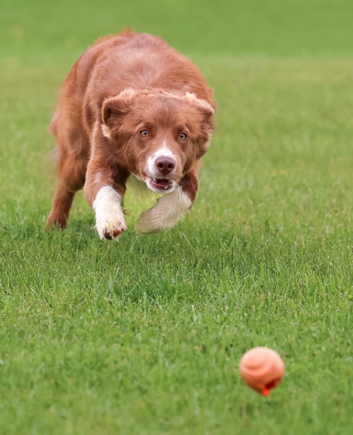 PEIFOTOSHOP — Berkley · Eyes on the ball